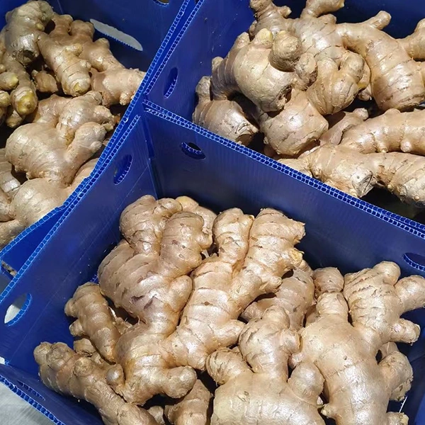 U Mercatu di Ginger Fresh Abbraccia l'aghjurnamentu di qualità