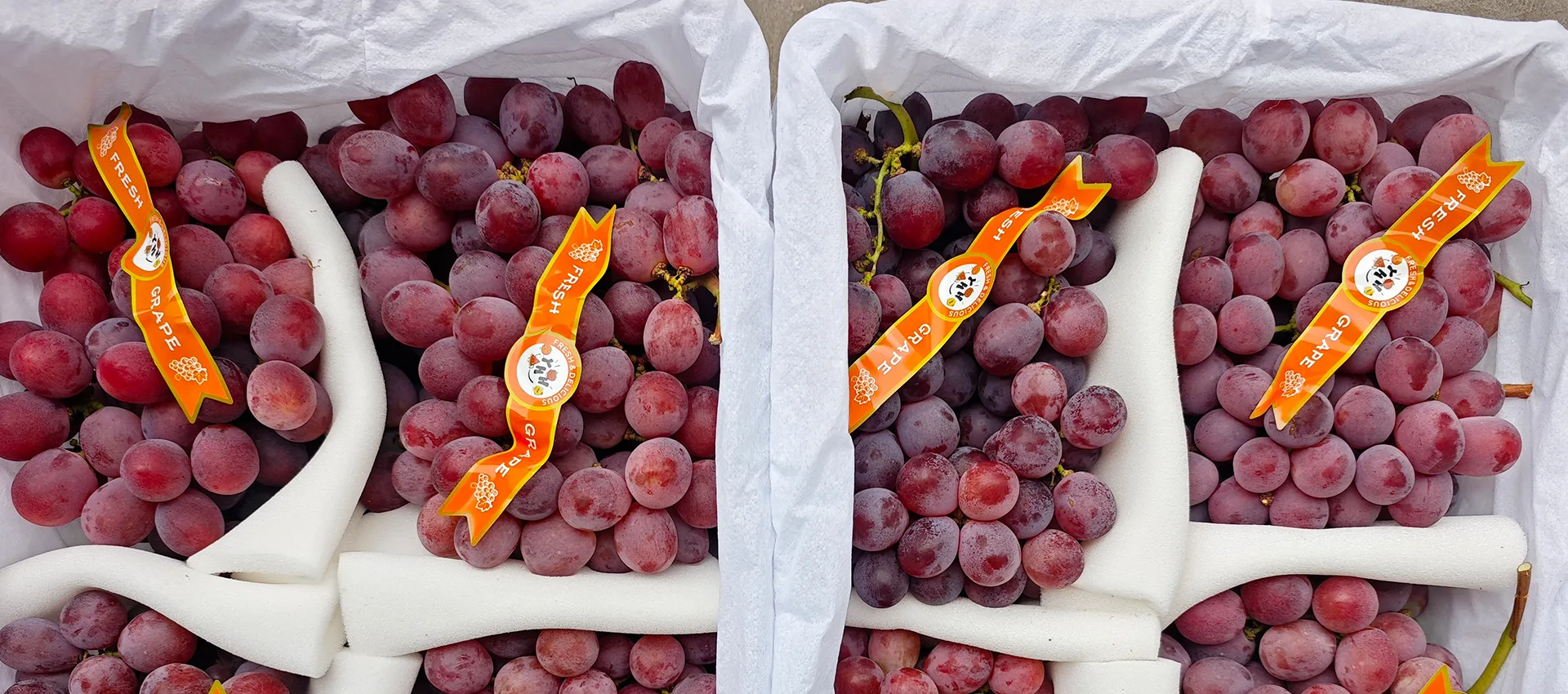 Fornitore di uva fresca premium in Cina