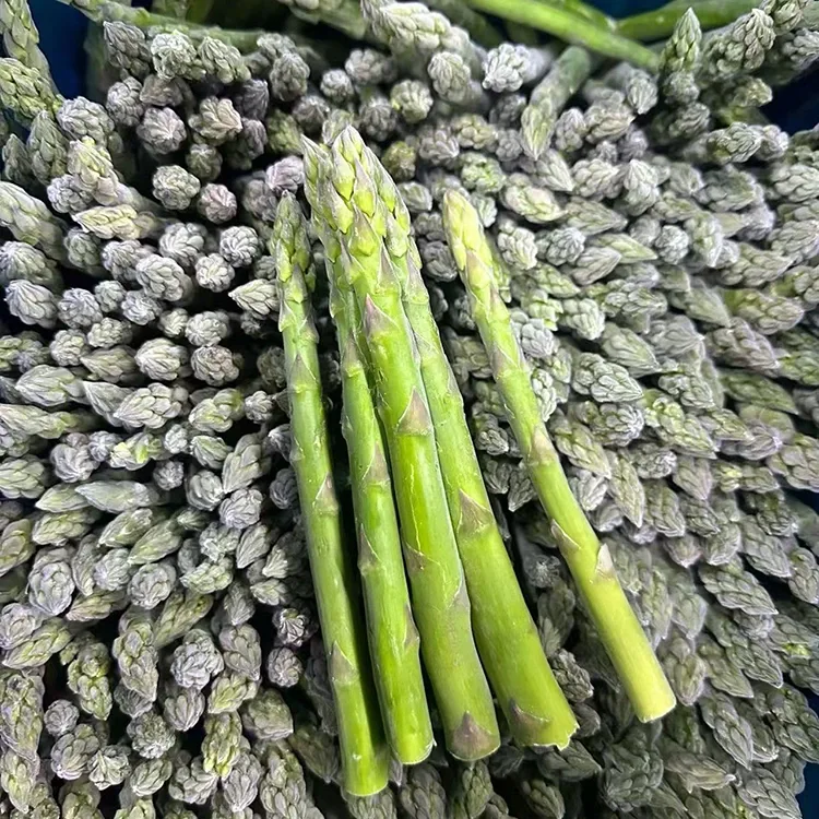 Asparagus verdi surgelati selezziunati per u serviziu di l'alimentariu è u fornimentu di ingredienti