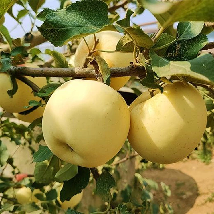 Mele Golden Delicious fresche