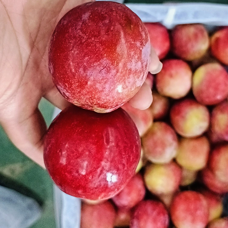 Prugna Meiyi rossa dolce fresca