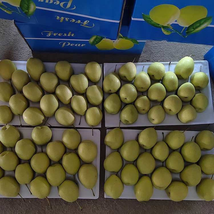 Pere di Shandong naturali dolci