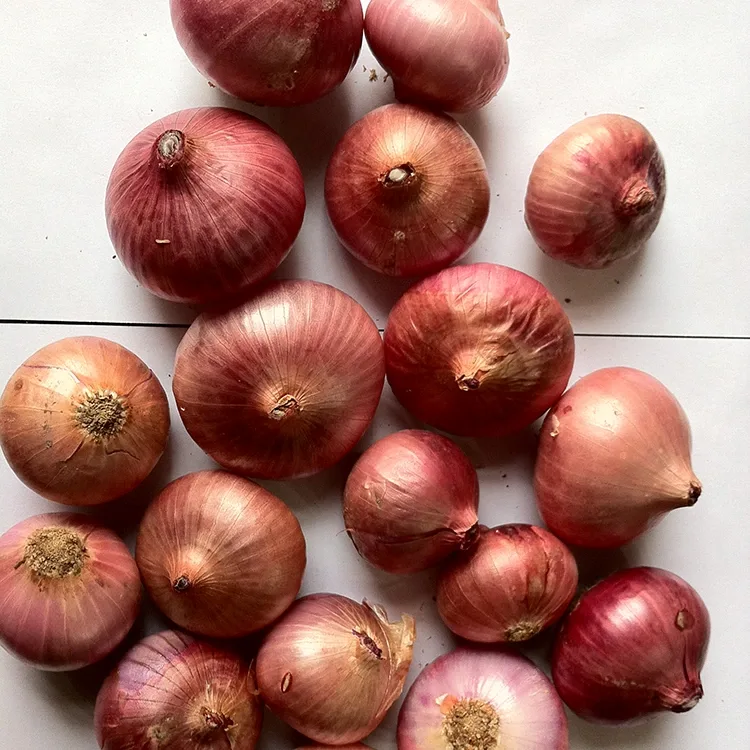 Cipolle Rosse Fresche Premium