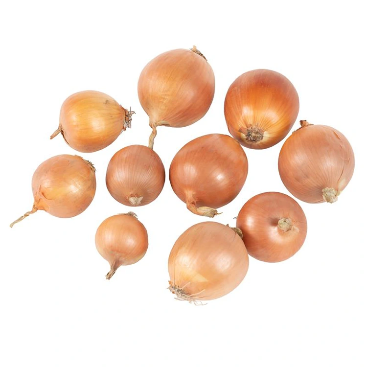 Cipolle Gialle Fresche Premium