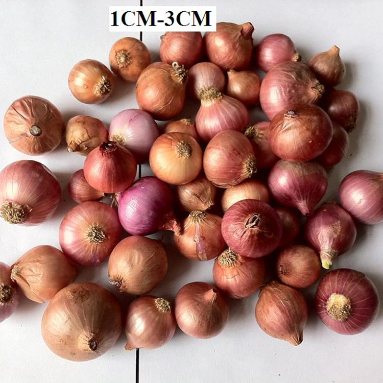 Cipolle Piccole Perle fresche scelte